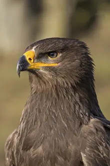 Portrait of Aquila nipalensis, steppe eagle