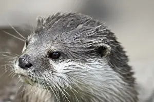 Portrait of an asian small-clawed otter Portrait of an asian small-clawed otter