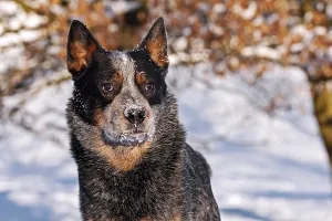 Portrait of an Australian Cattle Dog in snow