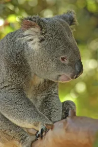 Portrait of Australian koala, Phascolarctos cinereus