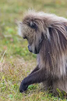 Portrait of baboon monkey eating
