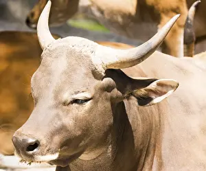 Portrait of a banteng cattle