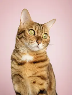Portrait of a beautiful bengal cat color rosette on gold on a pink background