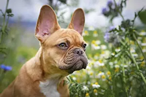 Portrait of beautiful red fawn French Bulldog puppy with 16 weeks between flower meadow during spring