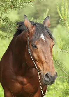 Portrait of beautiful Trakehner stallion in pine forest