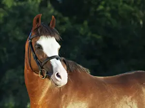 Portrait of beautiful welsh pony mare