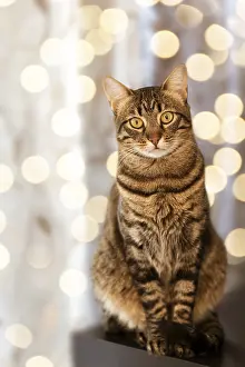 Framed Print : Portrait of Bengal young cat seating against fairy lights bokeh festive card template