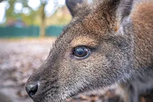 Portrait of a Bennet's kangaroo (Macropus rufogriseus)