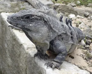 Portrait of a big grey lizard resting on rock formation in Mexico