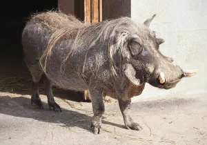Portrait of big ugly Warthog resting in zoo