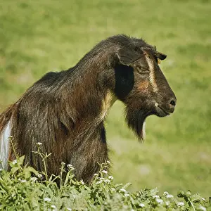 Portrait of a black billy goat without horns Bulgaria