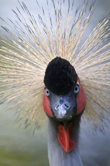 Portrait of a black crowned crane
