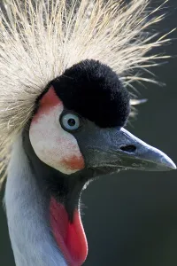 Portrait black crowned crane