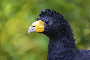 Portrait of a black curassow (Crax alector)