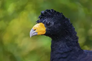 Portrait of a black curassow (Crax alector)