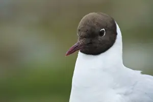 Portrait of a Black-headed Black-headed Gull (Chroicocephalus ridibundus)