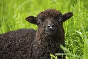 Portrait of a black sheep. Ouessant sheep (Breton dwarf sheep)