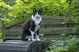 Portrait, black and white tomcat, Germany, Europe