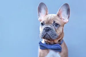 Portrait of blue red fawn French Bulldog dog puppy with blue bow tie