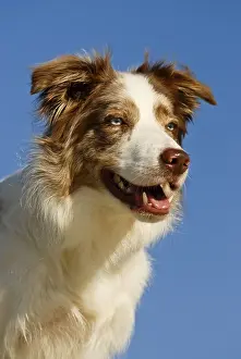 Portrait of a Border Collie