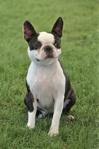 Portrait of Boston Terrier in the public park