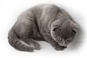Portrait of British Shorthair cat