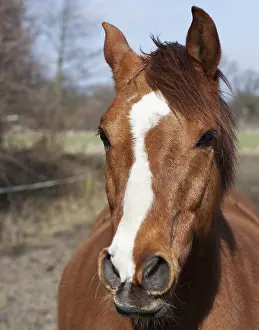 Portrait of a brown horse, 2015