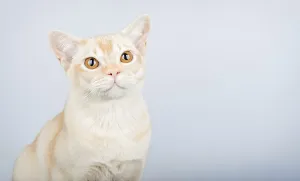 Portrait of Burmese cat against blue wall