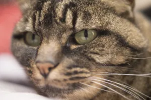 Portrait of a cat lying and resting comfortably at her home