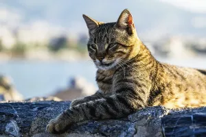 Portrait of a city cat
