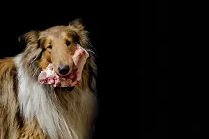 Framed Print : Portrait of collie dog with bone with raw meat from the barf diet