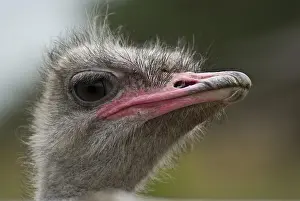 Portrait of the common ostrich (Struthio camelus)