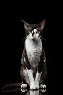 Portrait of Cornish Rex Sits and Looking in Camera Isolated on Black