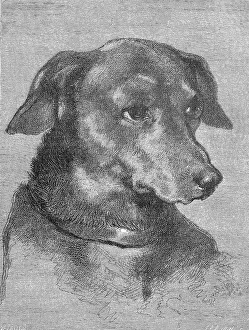 Portrait of a Dachshund, digitally restored reproduction of an original from the 19th century