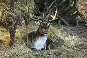 Portrait Of Deer Lying On The Ground