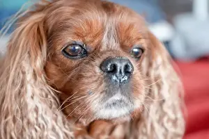 Portrait of a dog of the breed Cavalier King Charles Spaniel in the Ruby pattern