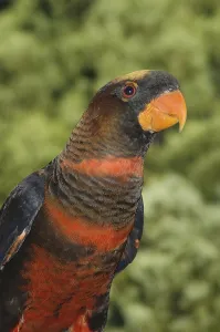 Portrait of Dusky Lorikeet, Pseudeos fuscata