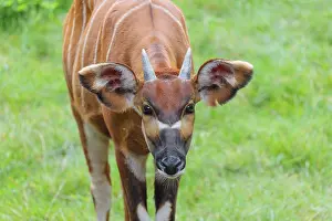 Portrait of an Eastern Bongo (Tragelaphus eurycerus isaaci)