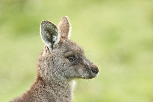 Portrait of an Eastern grey kangaroo (Macropus giganteus)