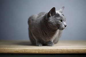 Portrait of an elegant Russian Blue pedigree cat