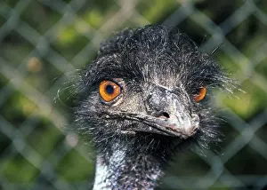 Portrait Of An Emu (Dromaius Novaehollandiae)