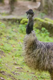 Portrait of an emu, Dromalus novaehollandiae
