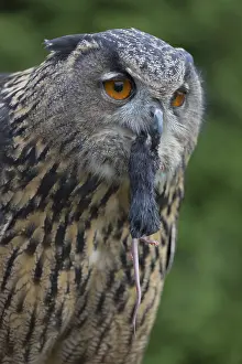 Portrait of an Eurasian Eagle Owl