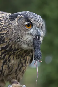 Portrait of an Eurasian Eagle Owl