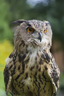 Portrait of an Eurasian Eagle Owl