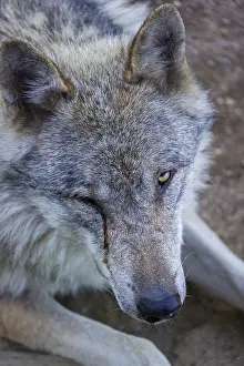 Portrait of one eurasian gray wolf (Canis lupus lupus)