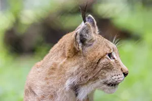 Portrait of Eurasian lynx (Lynx lynx)