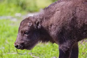 Portrait of an European bison calf (Bison bonasus)