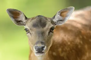 Portrait of a fallow deer (Dama dama) in a forest in spring