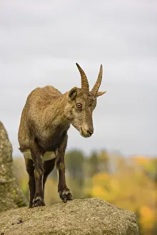 Portrait of a female ibex (Capra ibex) standing on a rock